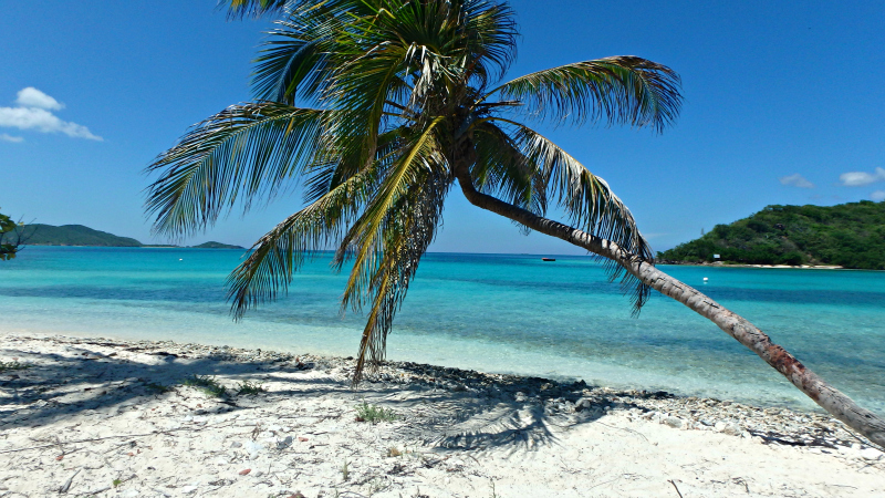 Palm Tree on a Caribbean Paradise island in The Grenadines