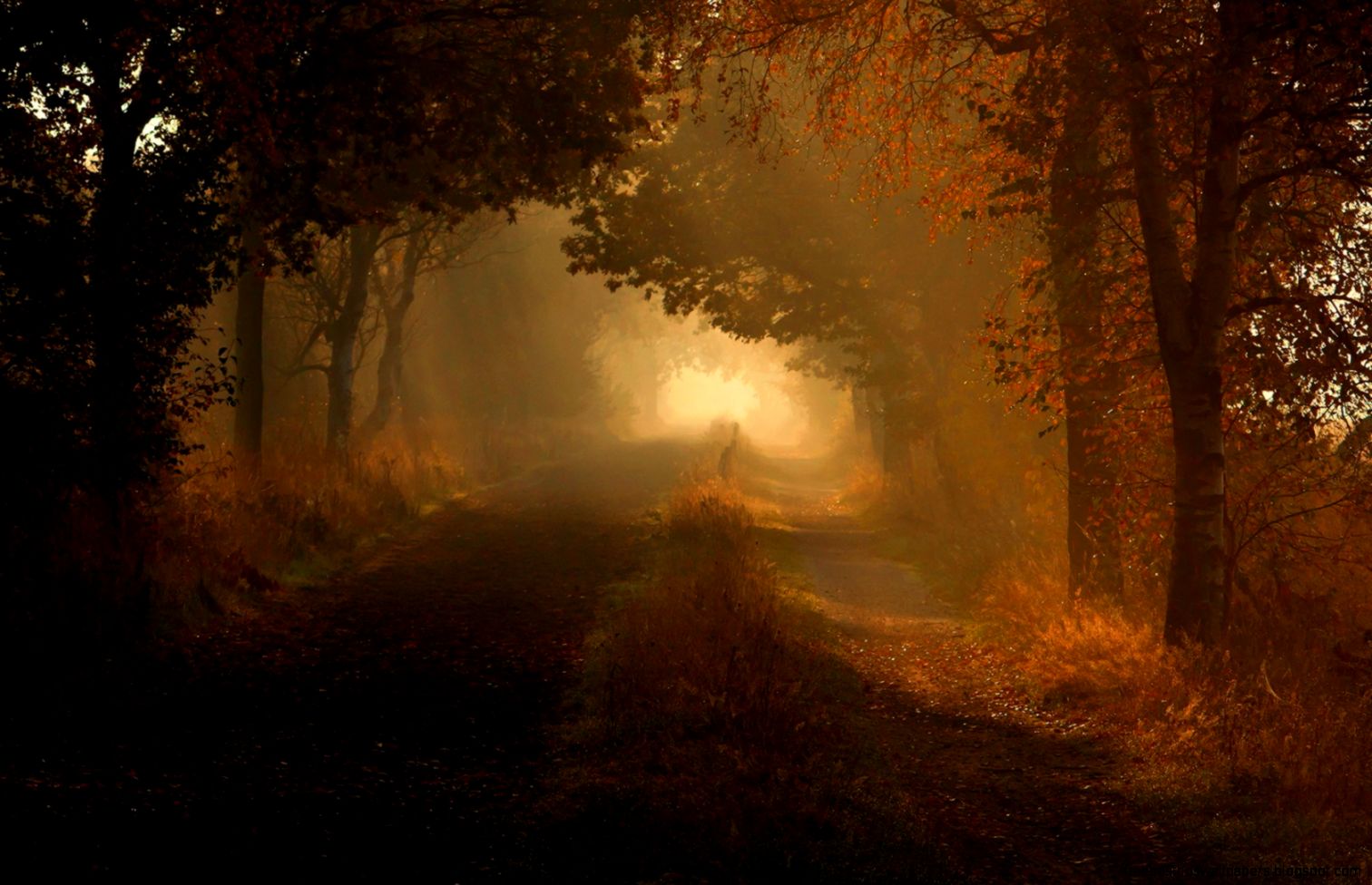 1680x1050 Autumn dim forest road Wallpaper 1680x1050 Autumn dim forest road Wallpaper