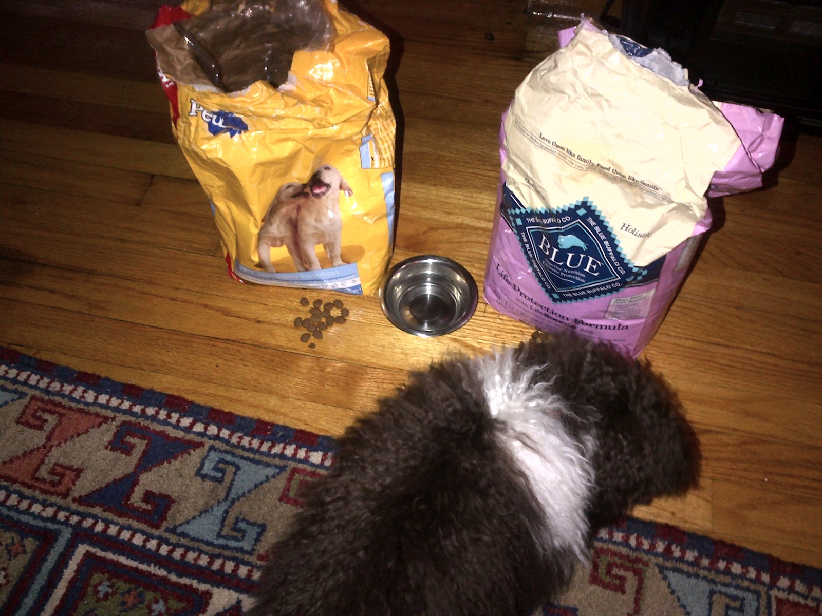 How Often Should My Toy Poodle Eat