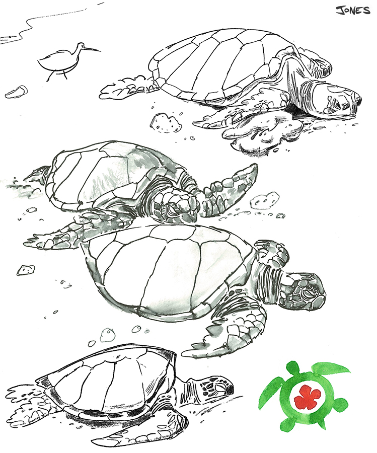 Line Drawing Sea Turtle : Sea turtle line drawing