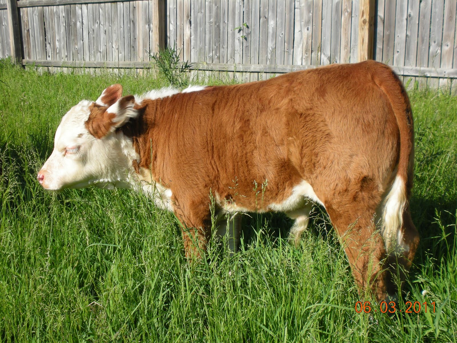Miniature Hereford