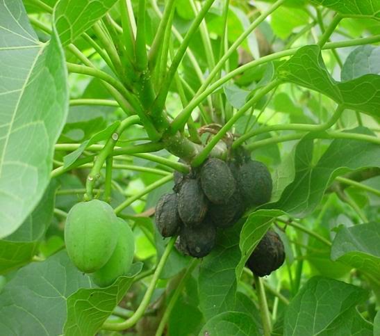 medical plant the benefit of medical plant Jarak(Ricinus medical plant the benefit of medical plant Jarak(Ricinus