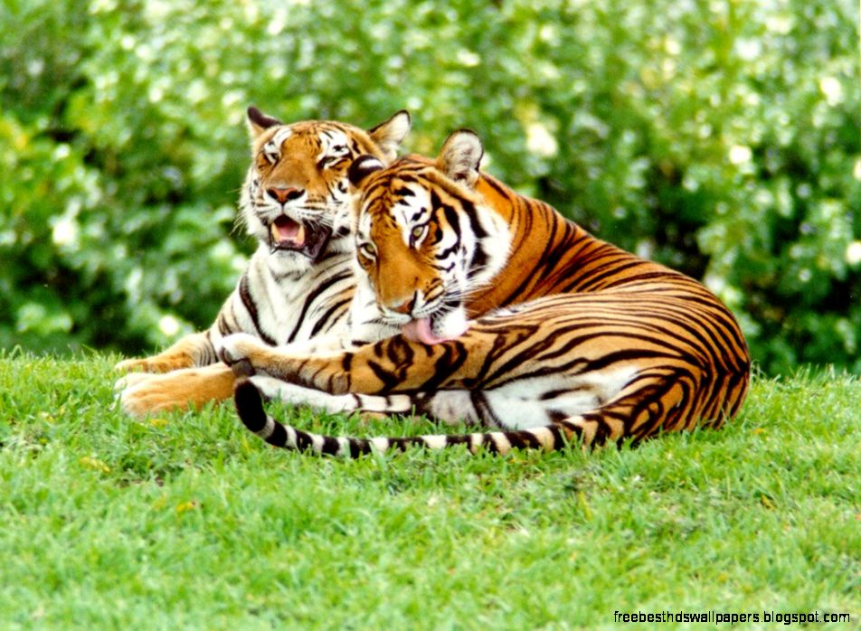 Project Tiger Project Tiger