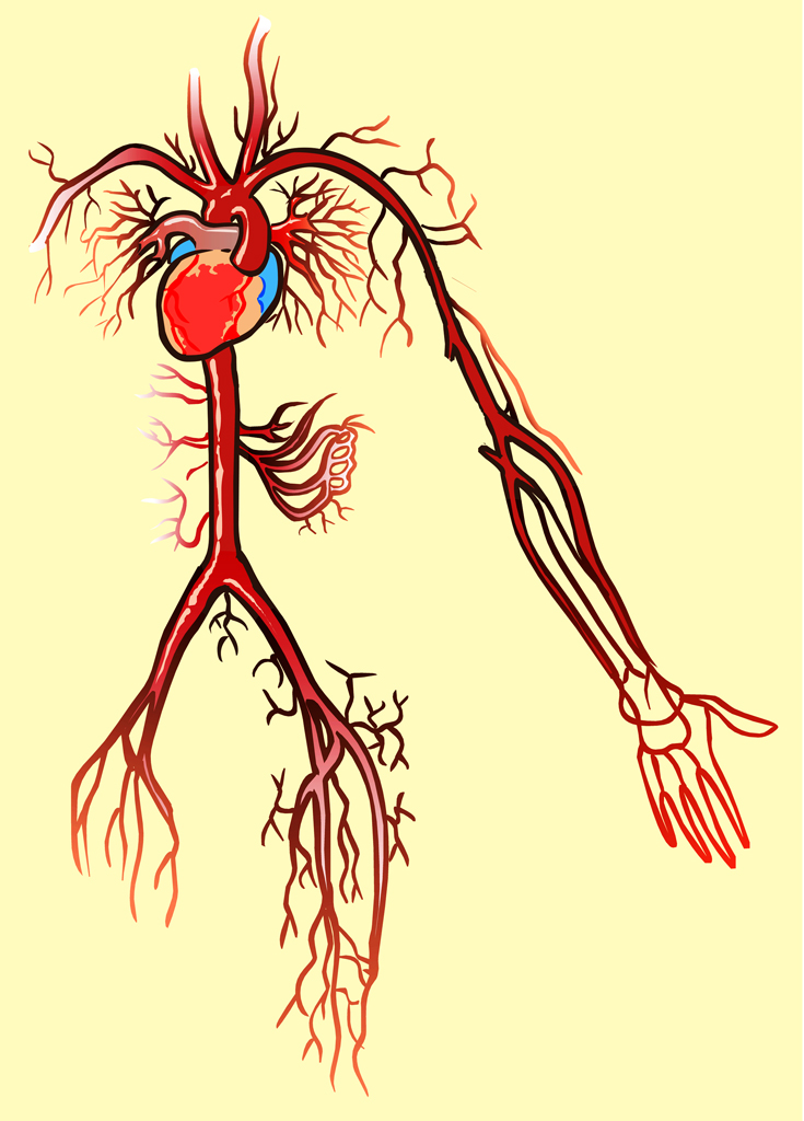 Discovering Something New -- ongoing learning: Discovery of blood circulation