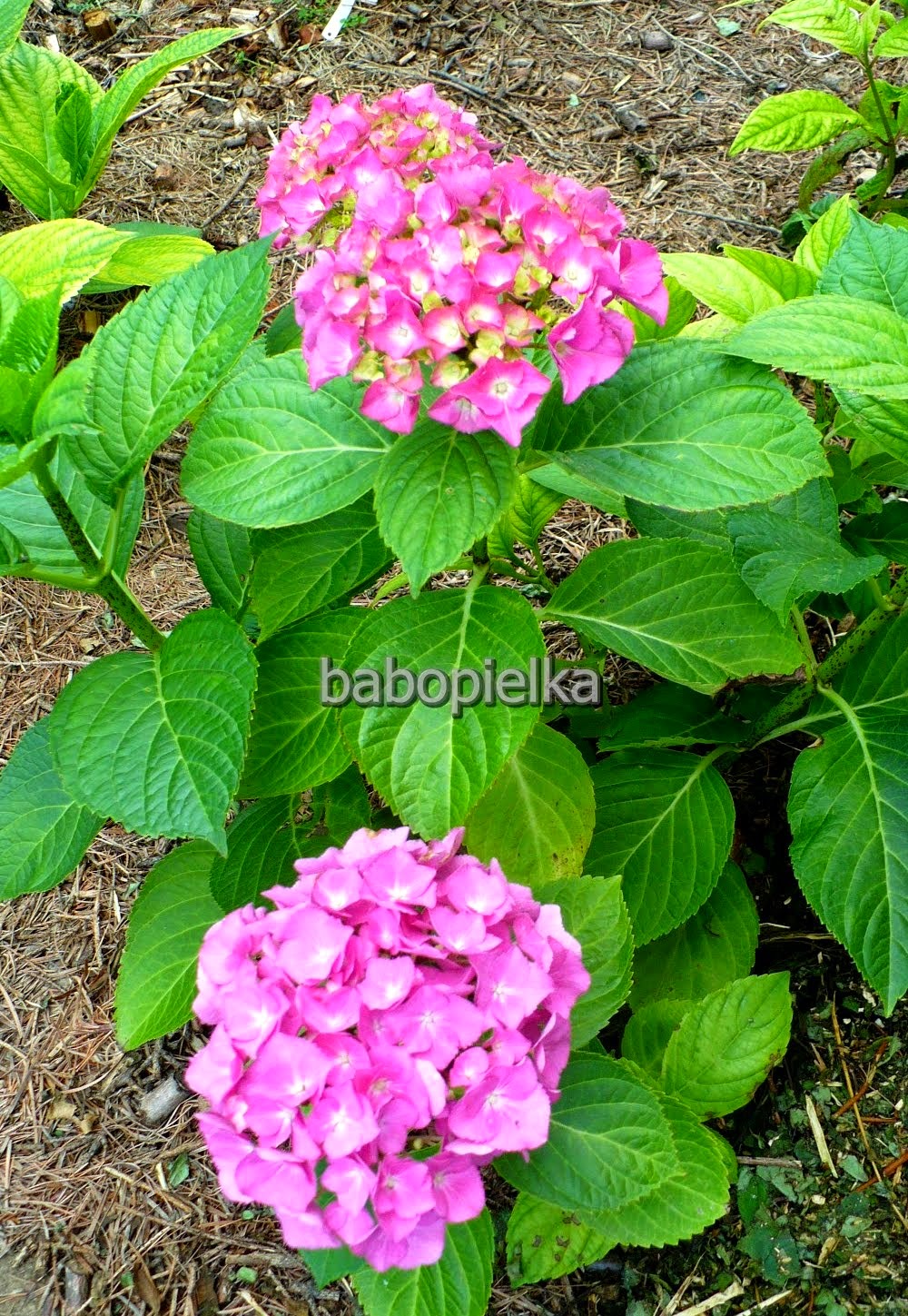 Hydrangea Hortensja Hydrangea Macrophylla Hortensja Ogrodowa