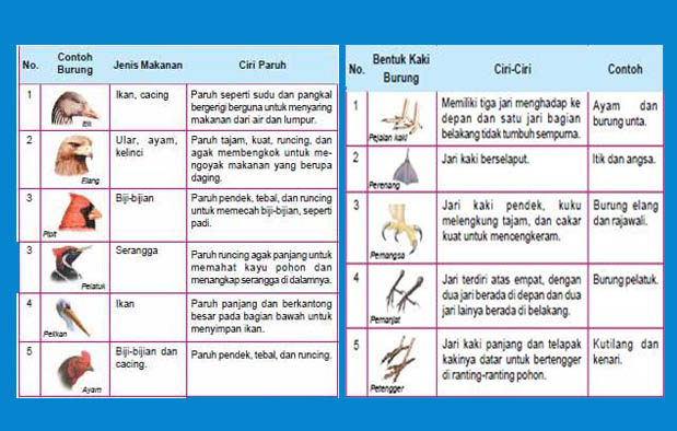 Ilmu Pengetahuan Alam Adaptasi Morfologi