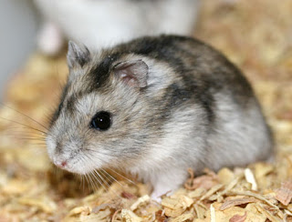 campbell hamster