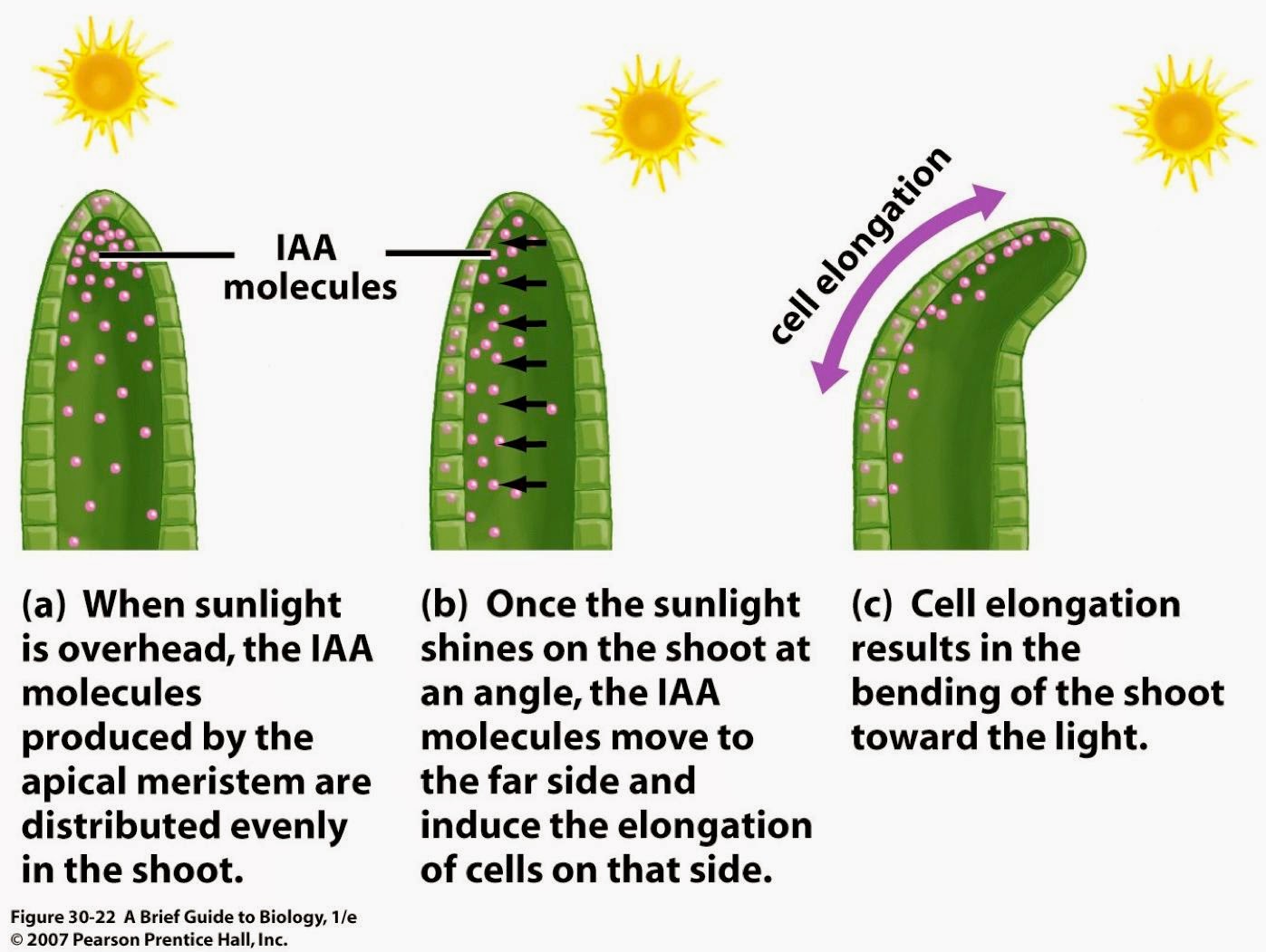 ELI5 What causes sunflowers to face towards the sun? What mechanism