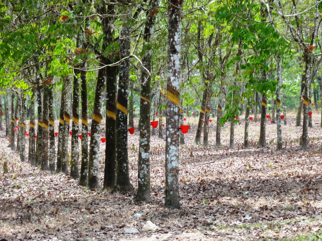 Kirkham's Mission Blog from Liberia Tour of Firestone Rubber Tree