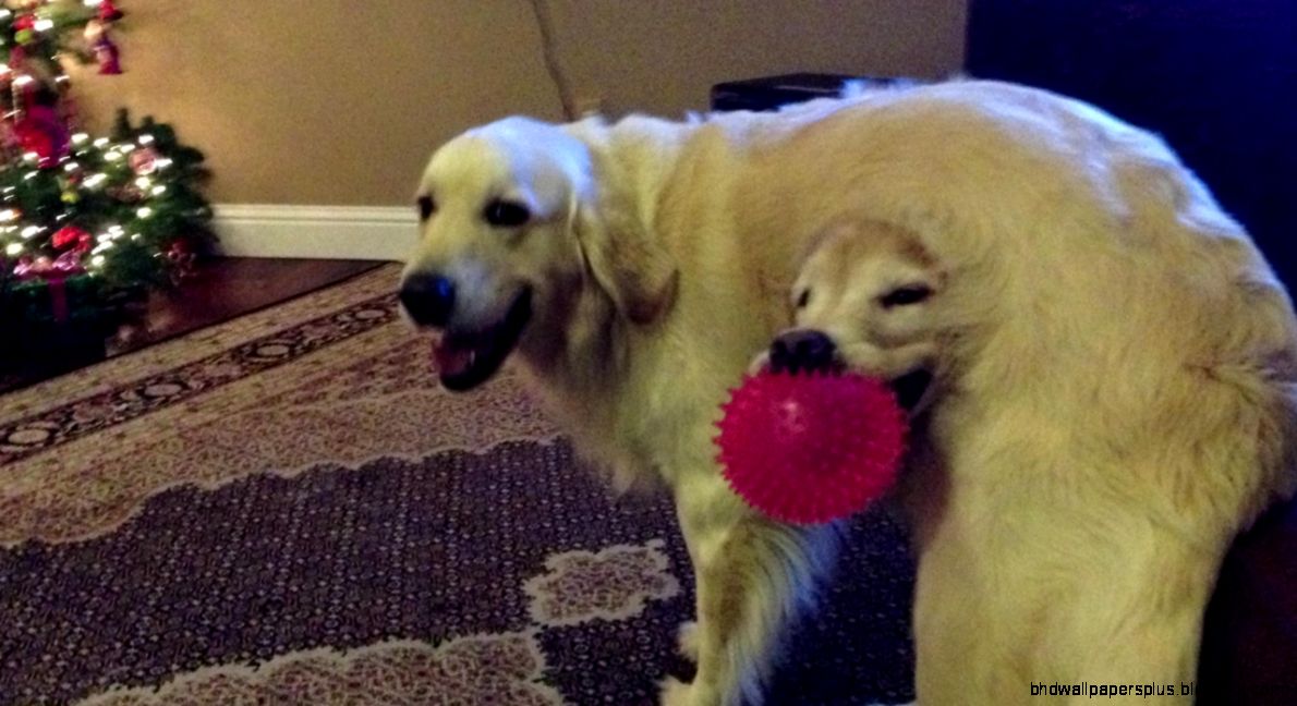 148142 funny funny dogs 148142 funny funny dogs