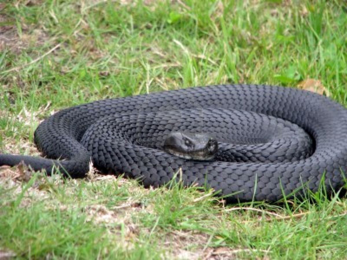 red bellied black snake red bellied black snake