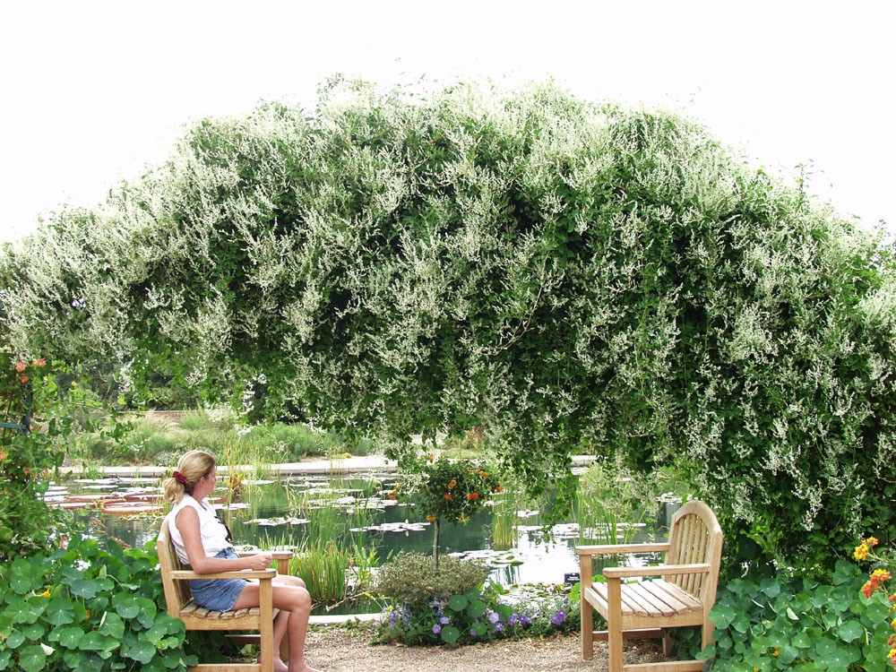 flowers for flower lovers. Silver lace vine.