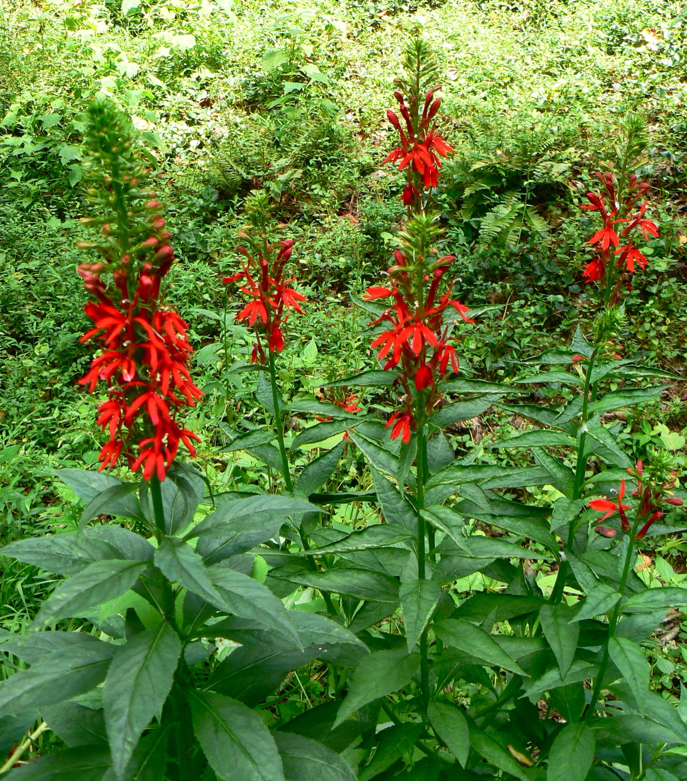 Garden Photo Of The Day 08 01 2014 09 01 2014