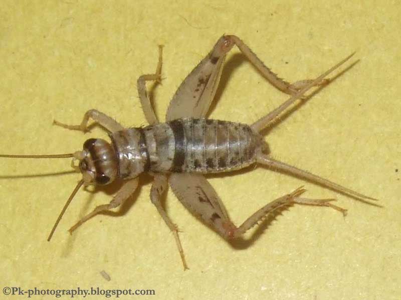 House Cricket