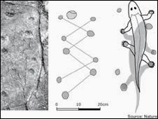 الإنهيار العلمي لنظرية التطور إنهيار المستحاتة الإنتقالية تيكتاليك روزيا يصدم دعاة التطور Tiktaalik Roseae