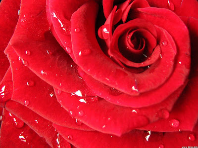 Rose Flower Free Wallpapers