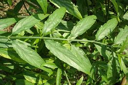 sabah snake grass, daun belalai gajah, pokok penawar kanser, sabah clinathus nuthan