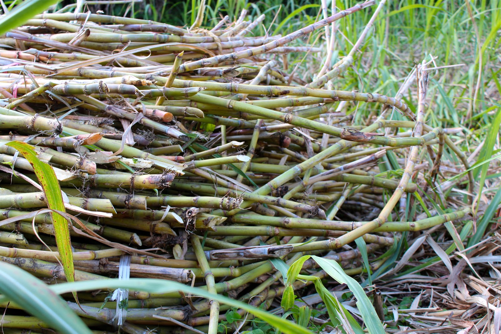 Enjoying Life With 4 Kids Cutting down the Sugar Cane