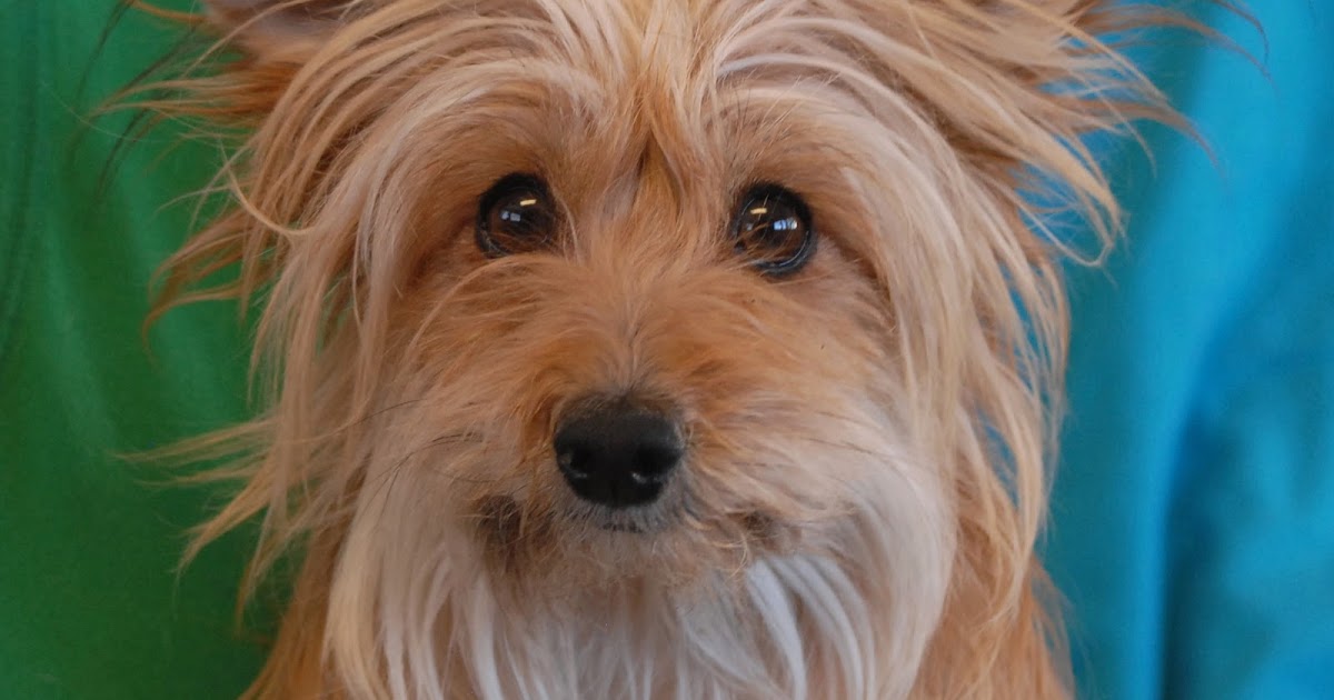 Nevada SPCA Animal Rescue Glory, a Chinese Crested Powder Puff mix for