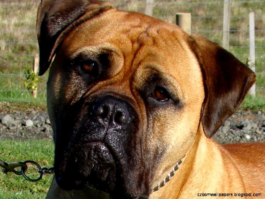 Bullmastiff Dog Desktop Wallpapers Bullmastiff Dog Pictures Bullmastiff Dog Desktop Wallpapers Bullmastiff Dog Pictures