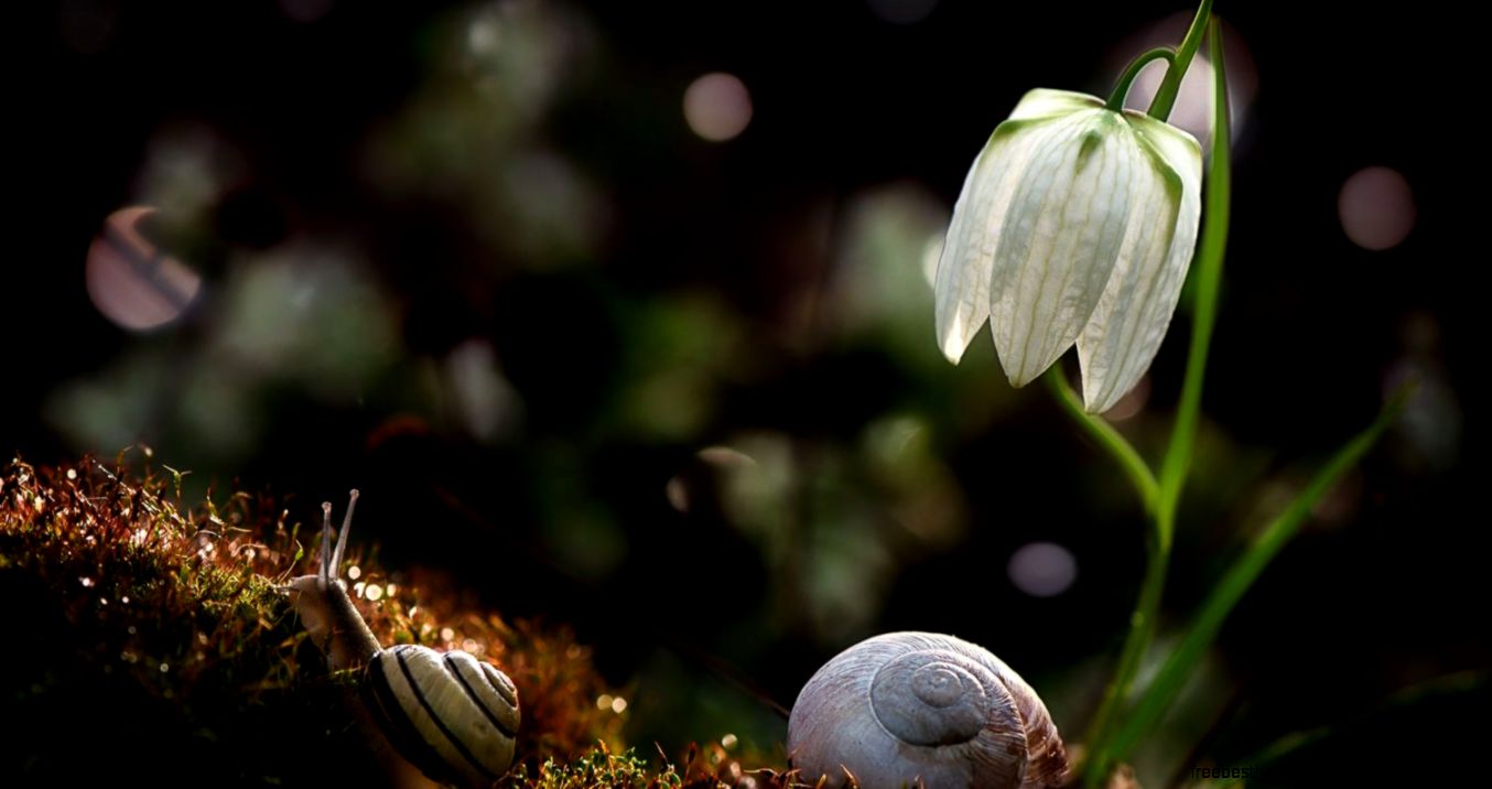 Close Ups In Nature Photo Contest Close Ups In Nature Photo Contest