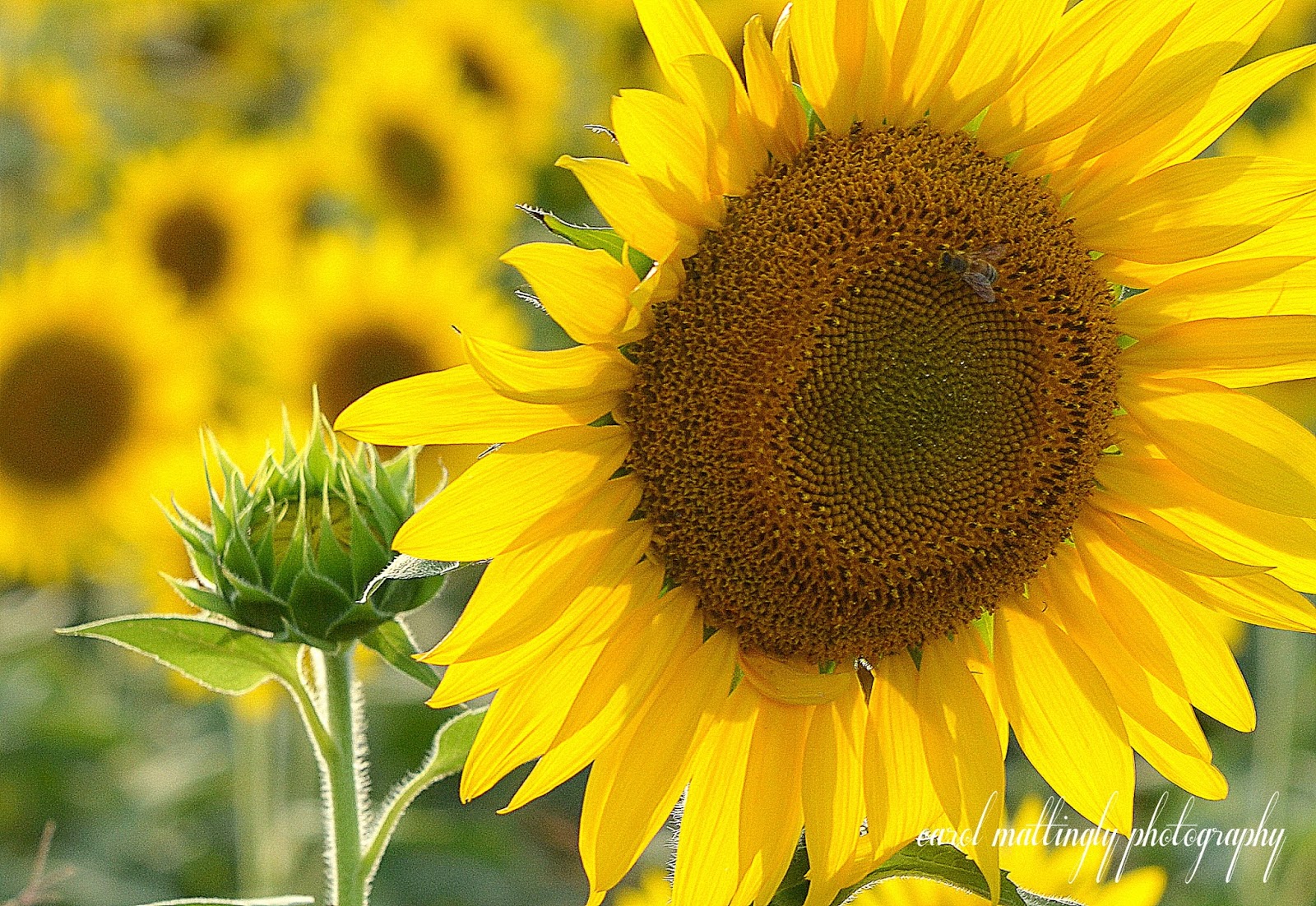 Carol Mattingly Photography Sunflowers Batey Farms
