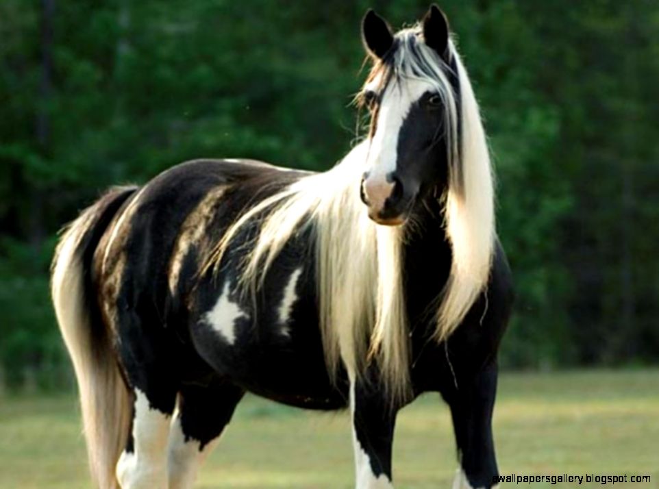 Image gallery for black white horse wallpaper Image gallery for black white horse wallpaper