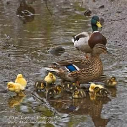 Mallard family with some additions