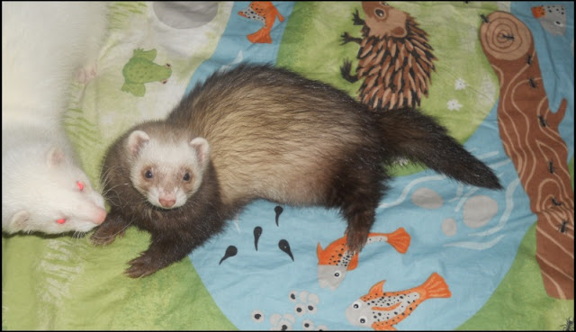 Fretti ferret 