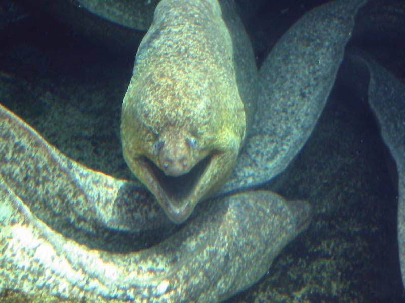 Great Wallpaper Everyday Moray Eel Wallpaper Backgrounds