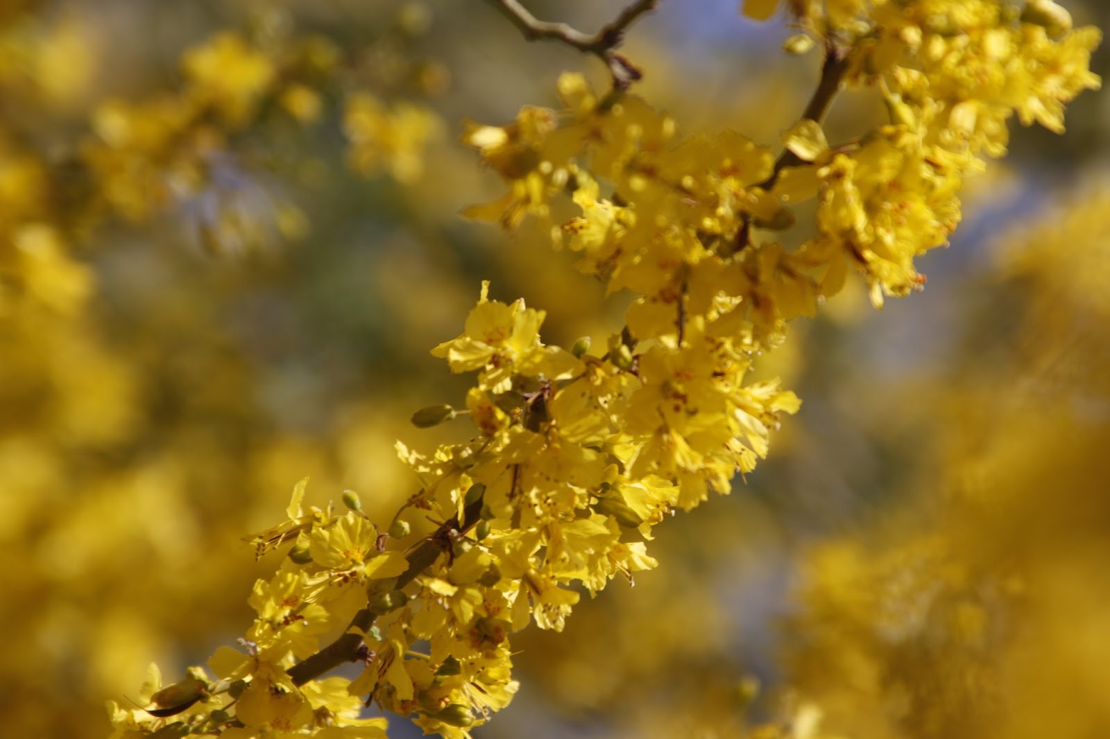 desert horses Palo Verde blossomsToday's Flowers041413