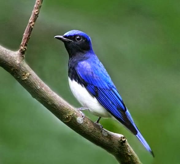Cara Merawat Burung Selendang Biru Atau Tledekan Biru Agar Cepat