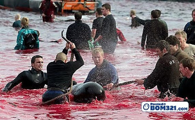 Pembunuh Ikan Dolphin Di Denmark