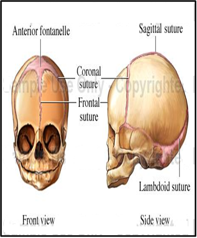 MBBS Medicine (Humanity First): Fetal skull