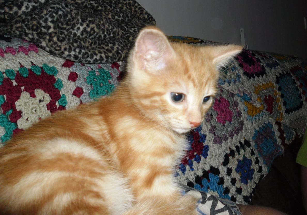 Found Ginger Kitten Cat Reddish Found Ginger Kitten Cat Reddish
