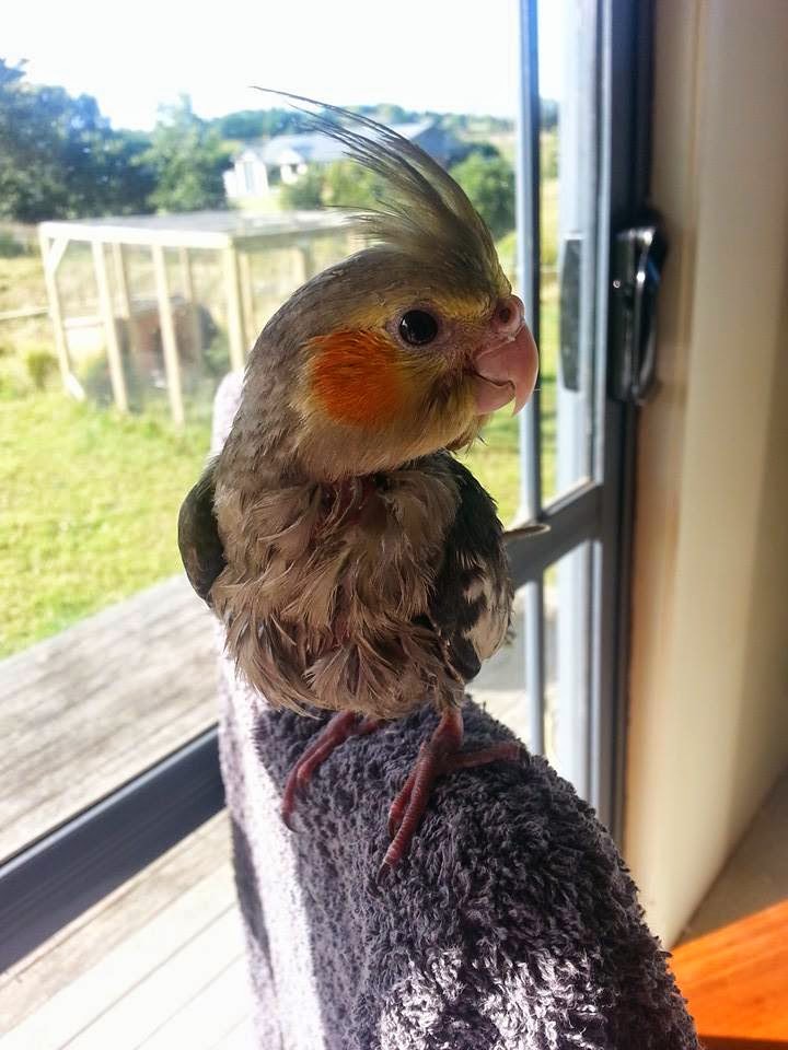 Ollie, Our Pet Cockatiel