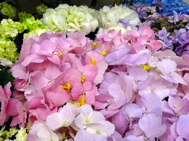 5月の花,花壇,池袋駅〈著作権フリー無料画像〉Free Stock Photos