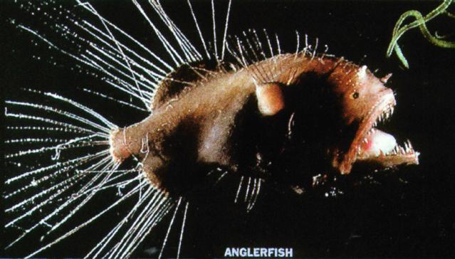 Angler Fish Reproduction