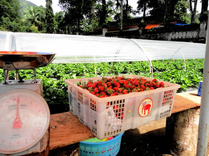 Blog to Enjoy: Wisata Petik Strawberry di Kebun Fresh ...