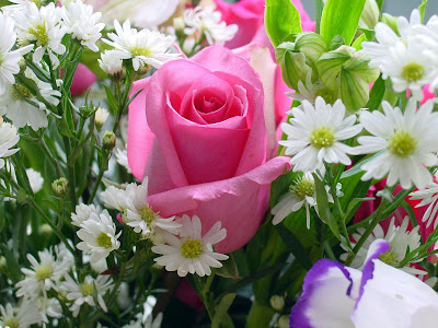 pink rose flower wallpaper. Rose Flower Wallpaper Ref:black-desktop-wallpapers.com. Posted by ST
