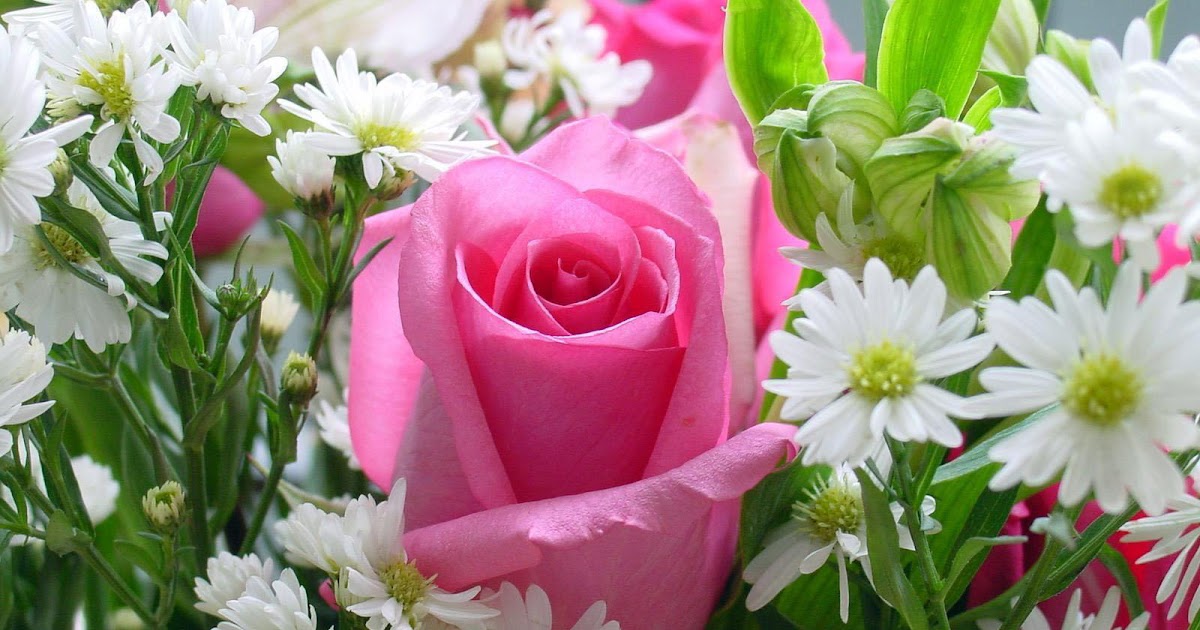 Flower Photos: Pink Rose