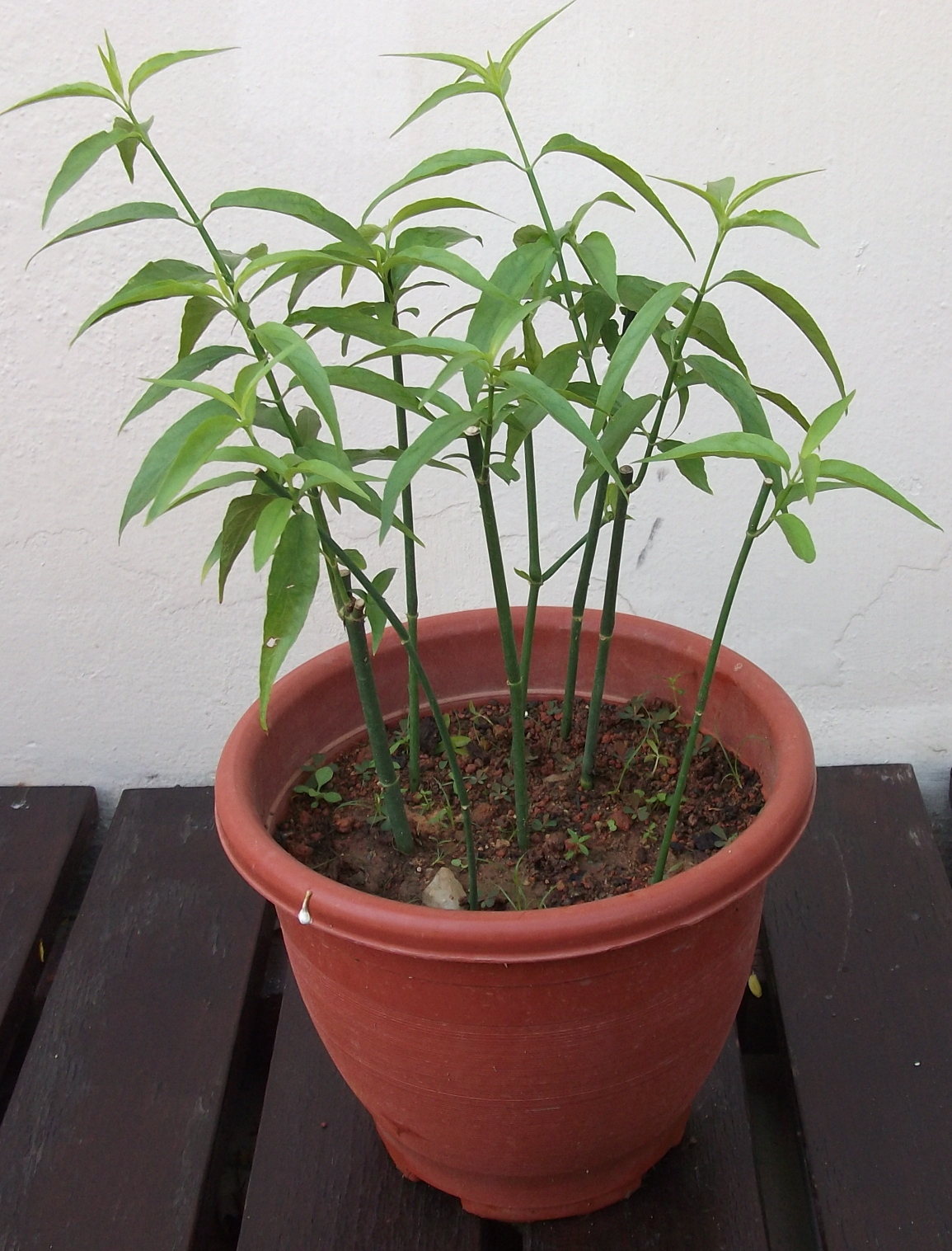 Sabah Snake Grass Dealer Singapore Where to Buy Sabah Snake Grass in