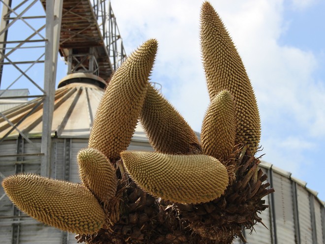 [Image: hoa_van_tue_1.jpg]