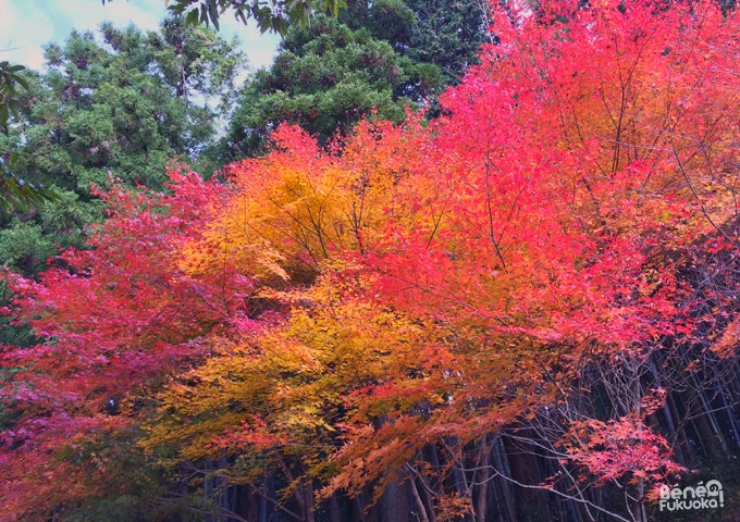 Erables japonais, momiji Erables japonais, momiji