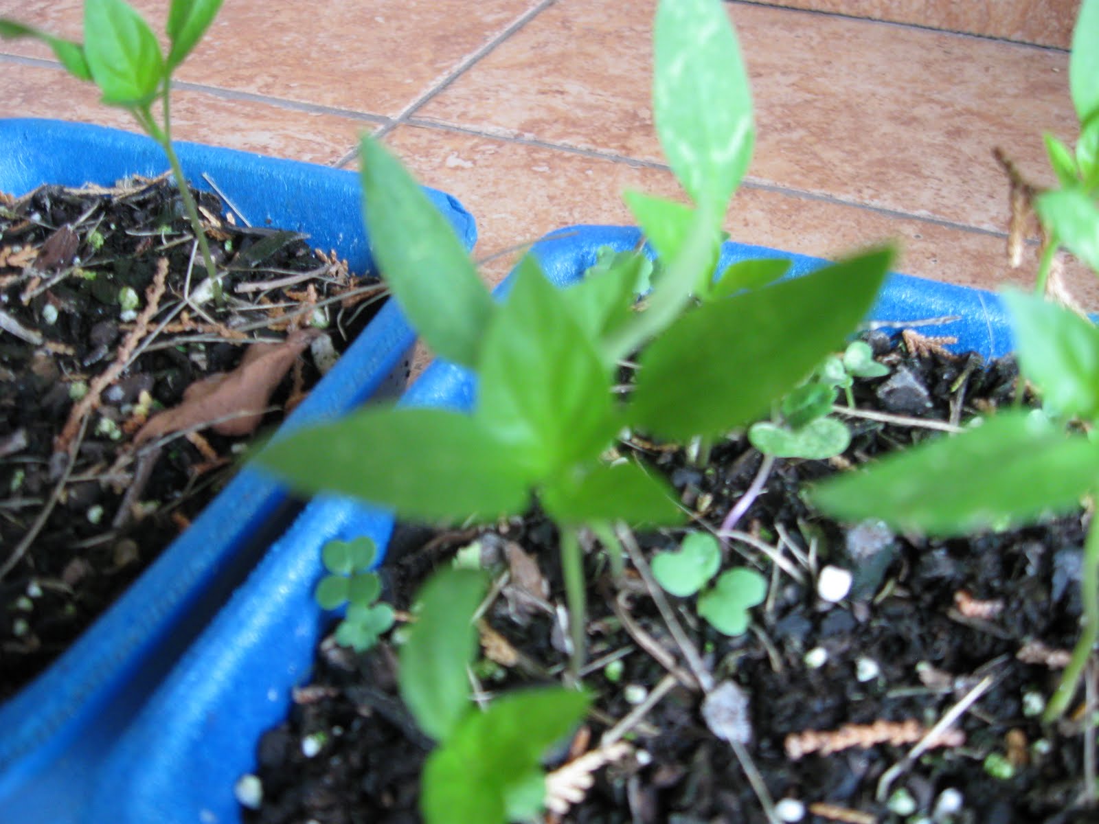 Growing Food in Florida How to replant pepper seedlings