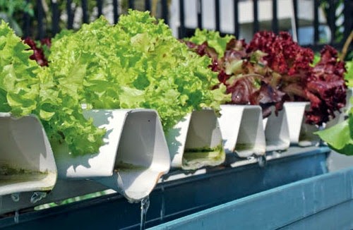 Mari Berkebun Sistem Hidroponik Model Talang Trapesium Cegah Daun