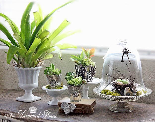 The Decorated House : Decorating with Succulents and Silver - Gardening Indoors
