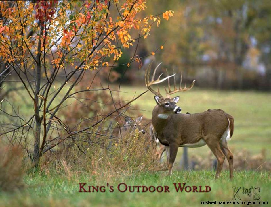 Whitetail Deer Backgrounds Wallpaper Cave Whitetail Deer Backgrounds Wallpaper Cave