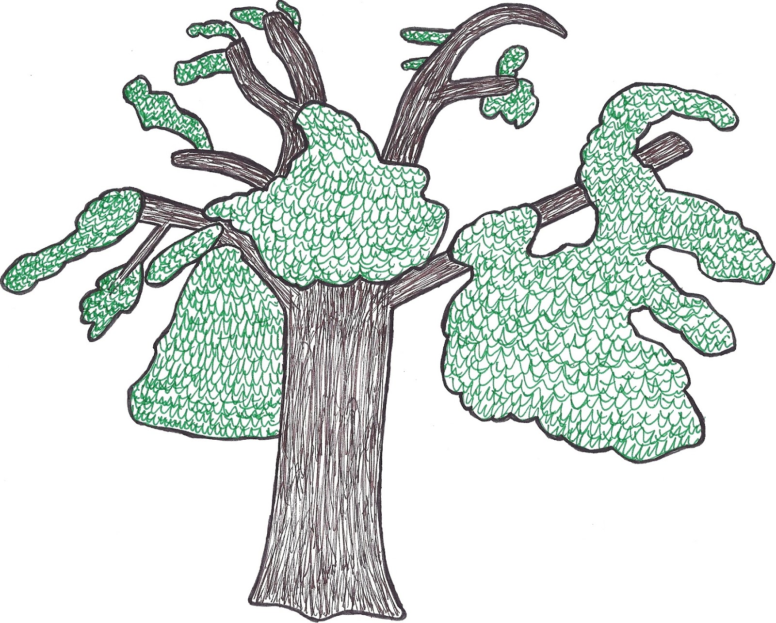 TAMBALACOQUE aka "DODO TREE"