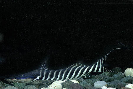 Zebra Shovelnose